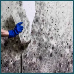 Coral Springs Restoration Expert Coral Springs, FL 954-355-0054 - mold-sidebar